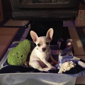 Meet your Posher, Barbara